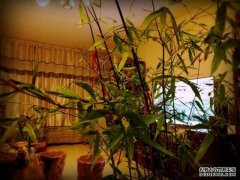 乌鲁木齐有盆在室内种植了三十年的竹子